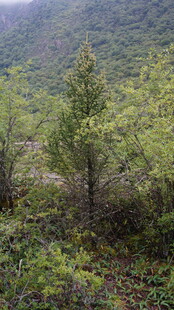 山林间的葱郁植被