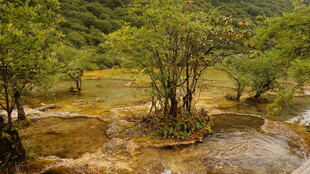 山间溪流旁的葱郁树木