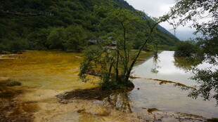 山间浑水潭中的孤立树木