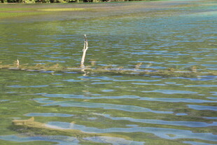 平静湖面中的孤立木桩
