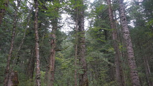 茂密森林中的挺拔树木