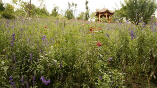 紫色花海中的乡村景致