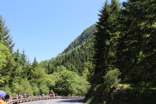 山间公路穿行于葱郁树林