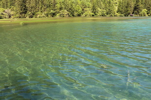 清澈碧绿的湖水与岸边树林