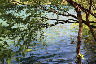 湖畔树枝下的静谧水景