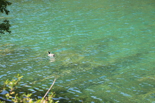 清澈湖水中的游泳者