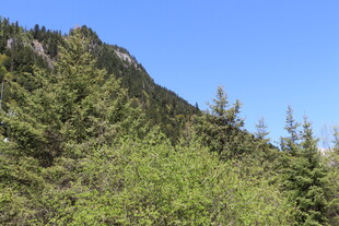 山林葱郁的自然景致