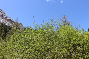 山间葱郁绿植与蓝天