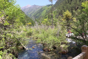 山间溪流旁的葱郁景致