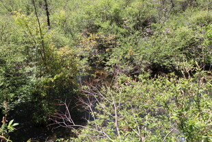 茂密丛林中的绿色植被