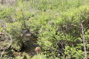 野外繁茂绿植景观