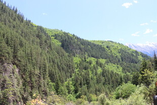 青山绿树的山间美景