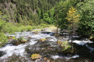 山间溪流 绿意盎然的景致