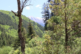 山林葱郁间的自然景致