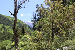 山间葱郁树林风景