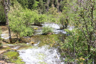 山间溪流旁的葱郁绿植