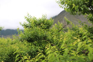 绿意盎然的繁茂植物景观