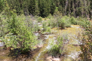 山间溪流旁的繁茂植被