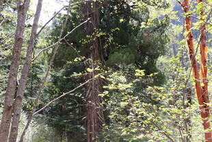 茂密森林中的高大树木