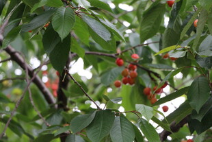 枝头红樱桃 绿叶相映衬