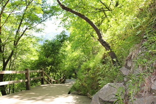 林间漫步小径 绿意盎然