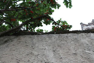 墙头绿植与远处建筑