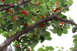 枝头红果绿叶相映成趣