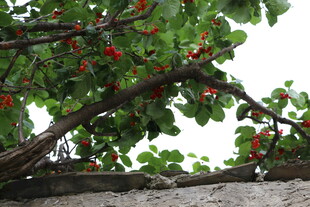 枝头红果绿叶相映成趣