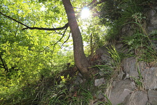 林间阳光洒落的静谧角落