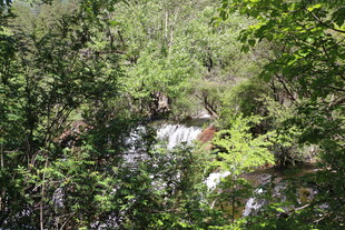 林间溪流隐于葱郁草木间
