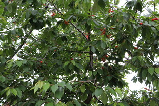 绿叶繁茂的树木景象