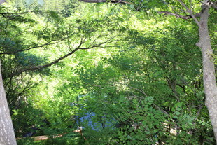 林间绿意盎然的自然景致