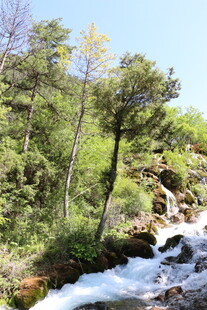 山间溪流旁的葱郁树林