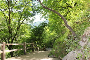 林间小径 绿意盎然的漫步道