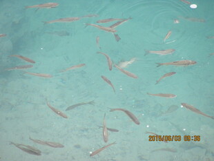 清澈海水中的群游小鱼