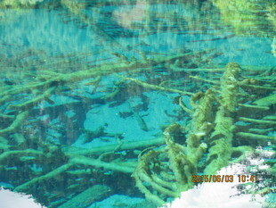 水下神秘树根景象