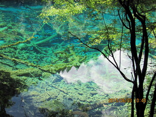 清澈湖底的水底森林景观