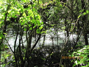 林间溪流旁的葱郁绿植