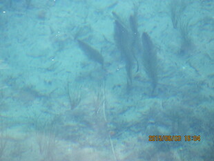 水下鱼群的灵动瞬间