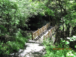 林间木桥 隐于葱郁绿意