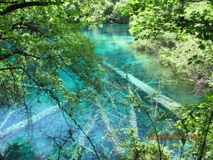 森林中的清澈蓝绿色溪流