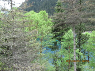 山间葱郁林 幽蓝湖水景