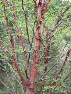 红皮树干与周边绿植景观