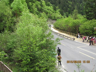 山间公路旁的繁茂绿意