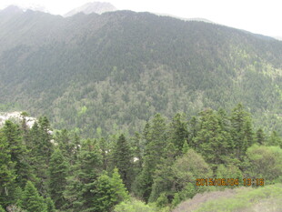 山林葱郁的自然美景