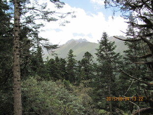 山林景致 绿意盎然的自然