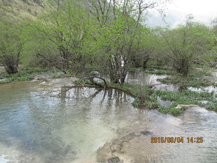 溪边葱郁树林的自然景致