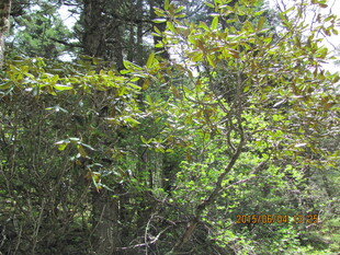 茂密树林中的繁茂枝叶