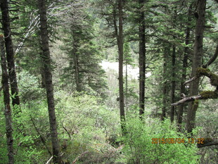 茂密森林中的繁茂植被