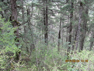 茂密森林中的繁茂植被